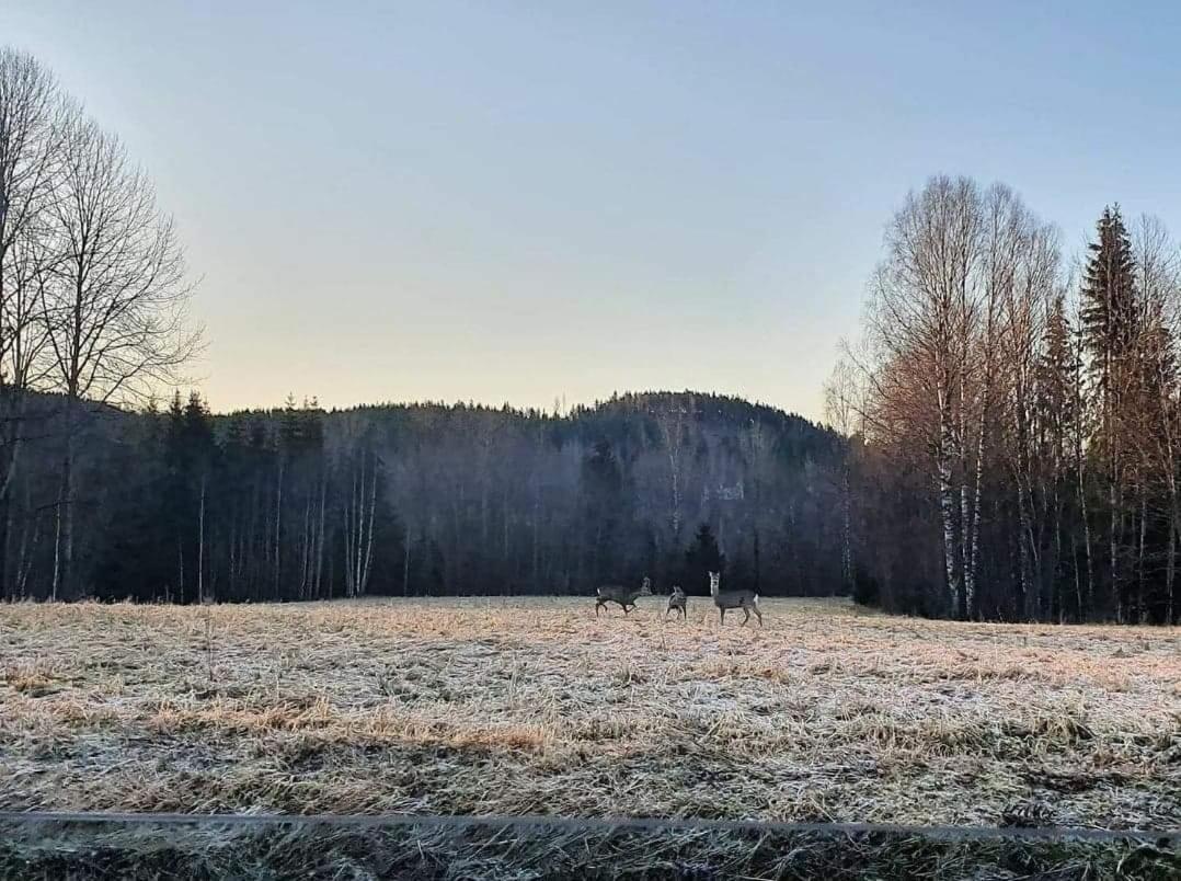 Mysig Timmerstuga Med Braskamin Naera Hovfjaellet Torsby Esterno foto